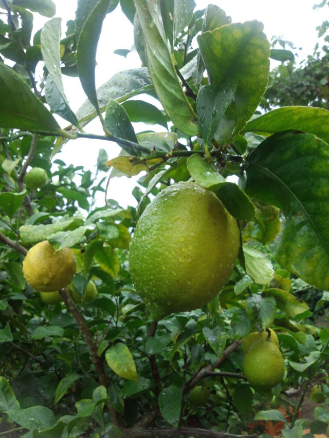レモン[有機/グリーン]1kg | 無農薬・有機野菜の宅配通販モアーク