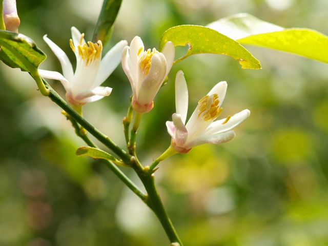 レモンの花