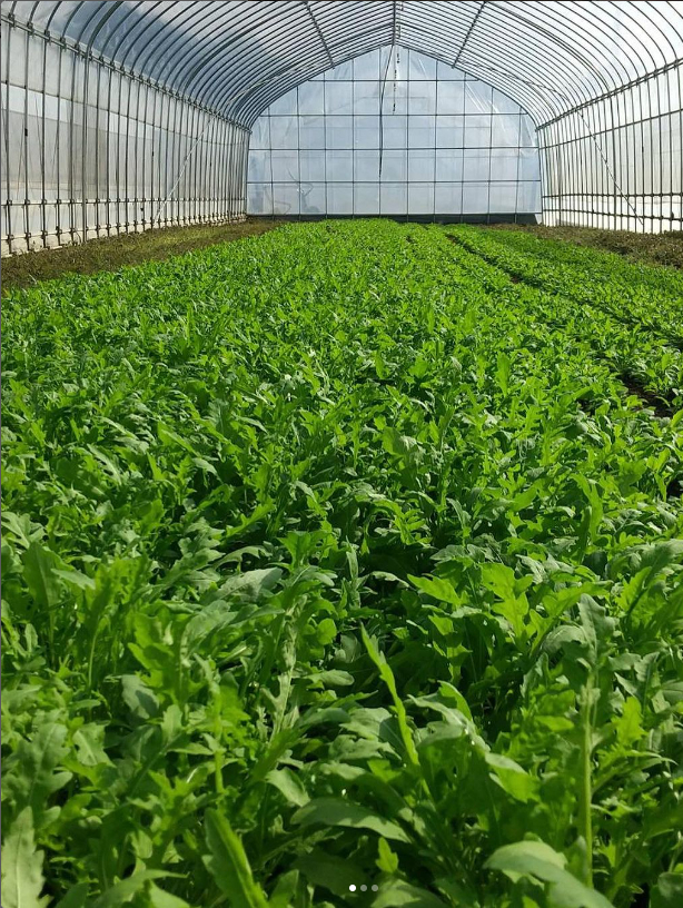 有機ルッコラセルバチカの栽培風景