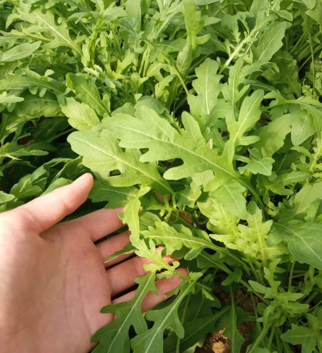 ルッコラセルバチカ[有機]200g | 無農薬・有機野菜の宅配通販モアーク