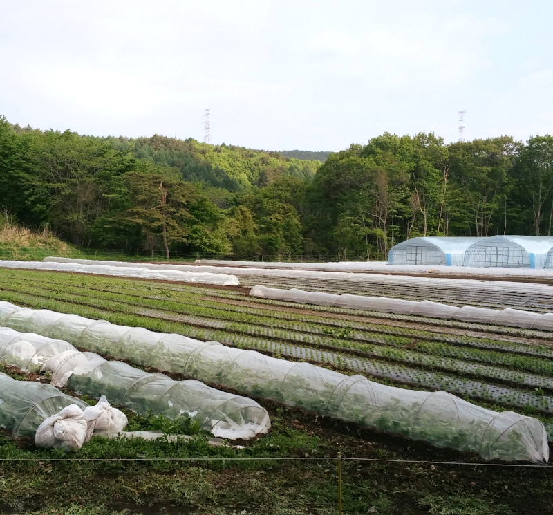 サラダセットの栽培