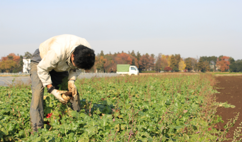 トラックで野菜を運ぶ